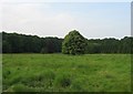 Lone Horse Chestnut