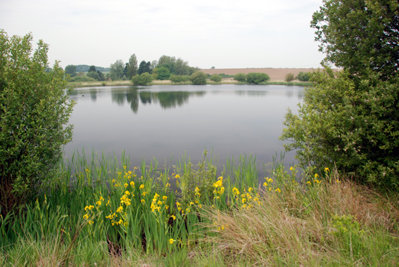 A reservoir near Reculver