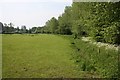 Field and poplars