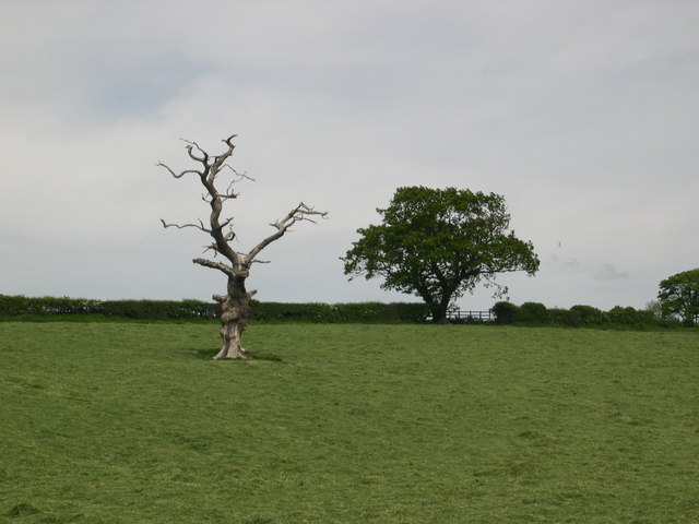 Dead Tree, Live Tree