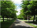 Avenue of Trees