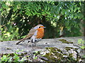 Robin on the Churchyard Wall