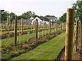 Vineyard at Llanboidy