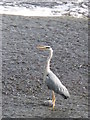 Heron on the weir below Hexham Bridge (close up)