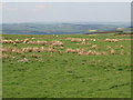 Pastures north of Branchend Farm