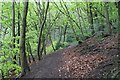 Beeches on the Holy Well path