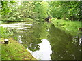 Basingstoke Canal, Brookwood