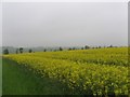 Rape field in full bloom