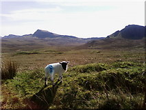 NG4468 : Lambing on the Ridge! by Colin Wilson