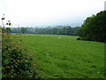 Grazing Near Gwestydd