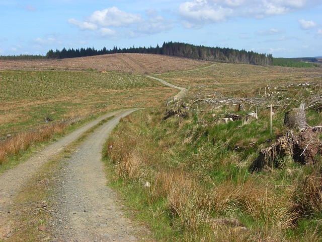 Forest road, Spadeadam
