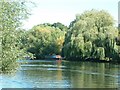 Willows on the Avon