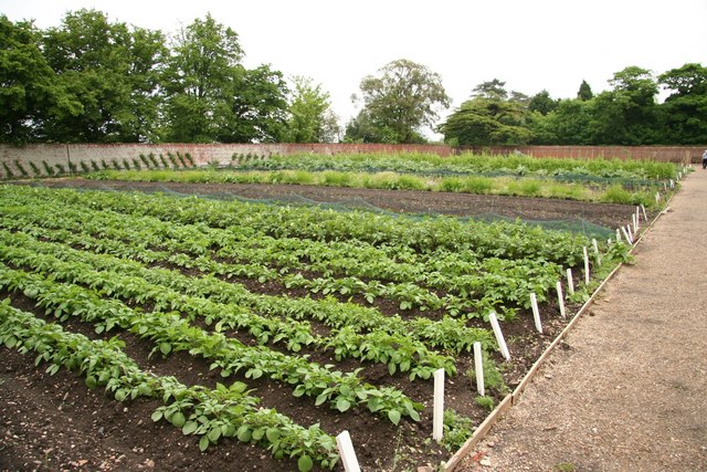 Vegetable garden © Richard Croft cc-by-sa/2.0 :: Geograph Britain and