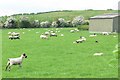 Sheep at Shellbrook