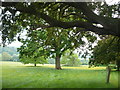 Tree planted by William Gladstone on the Holnicote Estate