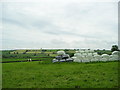 Cows and Silage