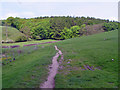 Path to Westy Bank Wood