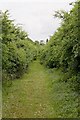 Footpath off Martins Lane, Chilbolton