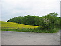 Roadside and woods.