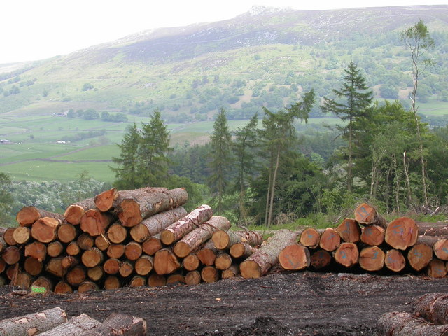 Logging in the Intake Plantation