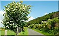 The Planting Road near Bryansford (3)