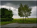 2 birch trees on wood Lane