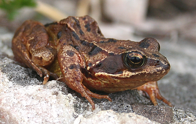 Common Frog (Rana temporaria) © Anne Burgess :: Geograph Britain and ...