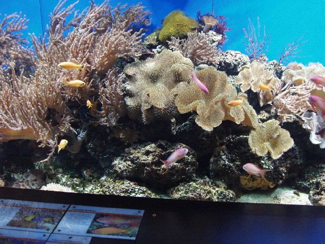 Aquarium with coral at London Zoo