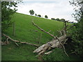 A view from Eaton Coppice