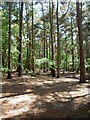 Woodland in Royden Park