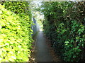 Alley looking towards Alexandra Rd