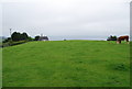 A cow by the coastal path near Strete