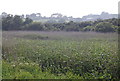 SX8344 : Reed beds, Slapton Ley. by N Chadwick