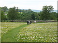 Path across the meadow