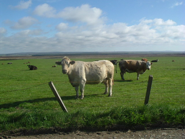 Cattle near Myrelandhorn