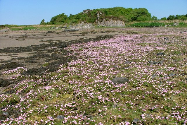 Sea Pinks, Caolas Eilean Ighe