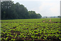 Slate Plantation and brassica field