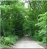 SE1025 : Shibden Park Woodland Walk by Betty Longbottom