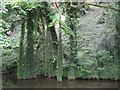 SE0324 : Luddendenfoot jungle by John Illingworth