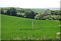 Field & trees near Chivelstone