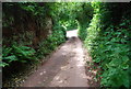 Sunken lane, S. Allington