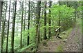 Wooded bridleway