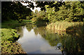 Old Mill Pond, near Horsforth, Leeds