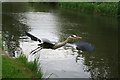 Heron Take-off