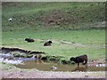 Cattle near Burnfoot