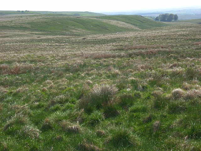 Moorland above Bewcastle