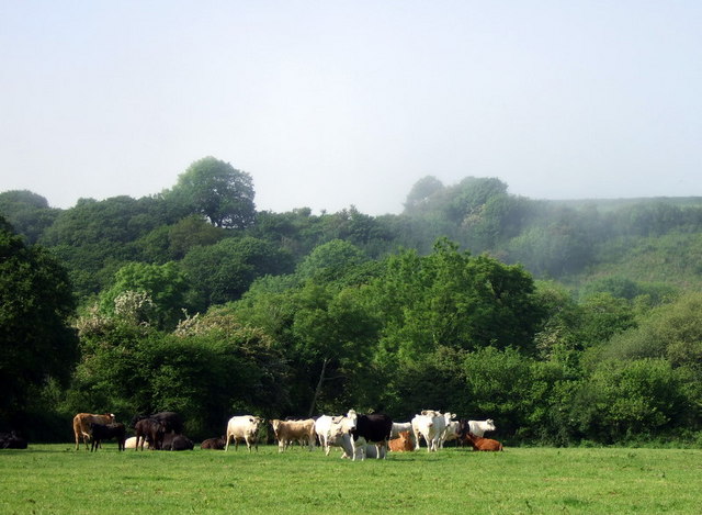 Cattle by the Afon Gwaun