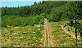 Track, Tardree forest