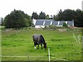 NJ8739 : Horse and farm, Street of Monteach by Oliver Dixon