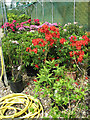 A variety of rhododendrons